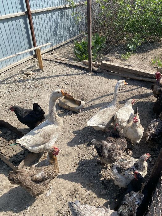 Каз жумырткасымен сатылады