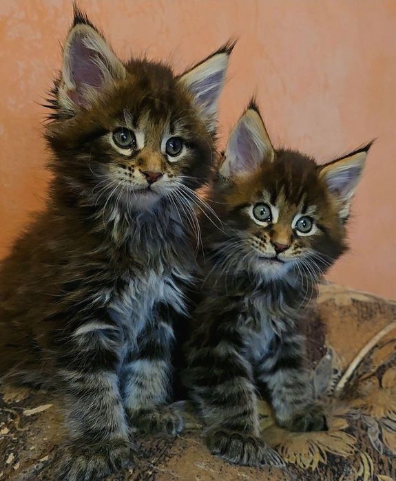 Котенца мейнкун дългокосмести