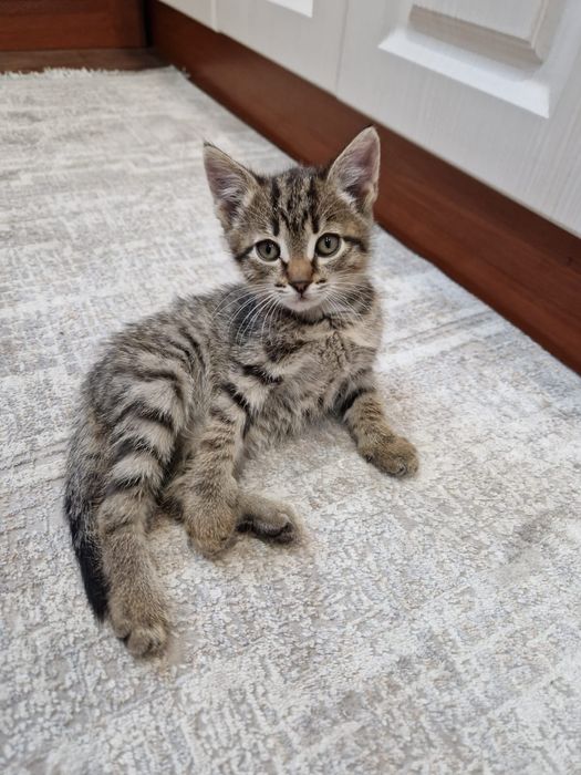 Отдам кошечку в хорошие руки