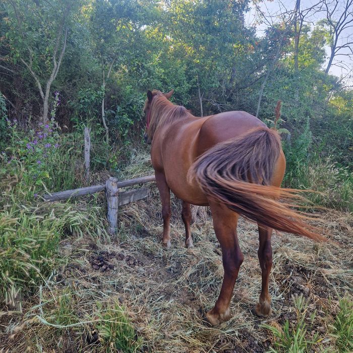 Iapa de vânzare Bârlad