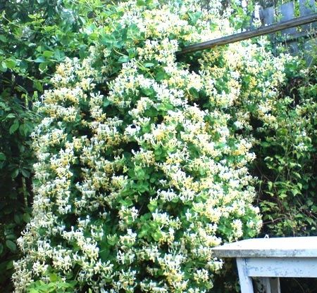 Растении для ландшафта