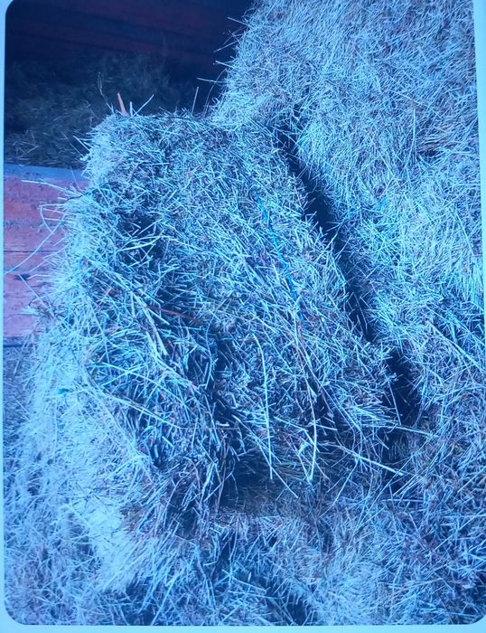 Vând 700  de baloți fân