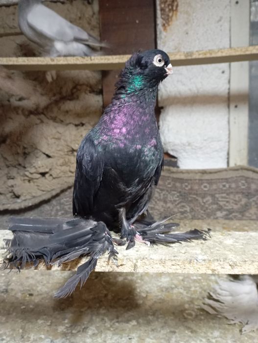 Голуби летные и декаративные