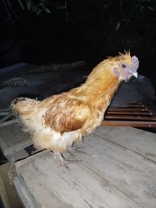 Продам или обменяю