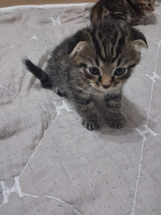 Вислоухие котята