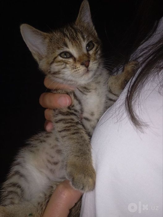 Отдаю котяток в добрые, хорошие руки.