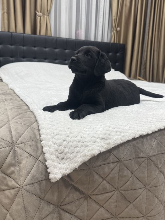 Чистокръвни Лабрадор Ретривар: