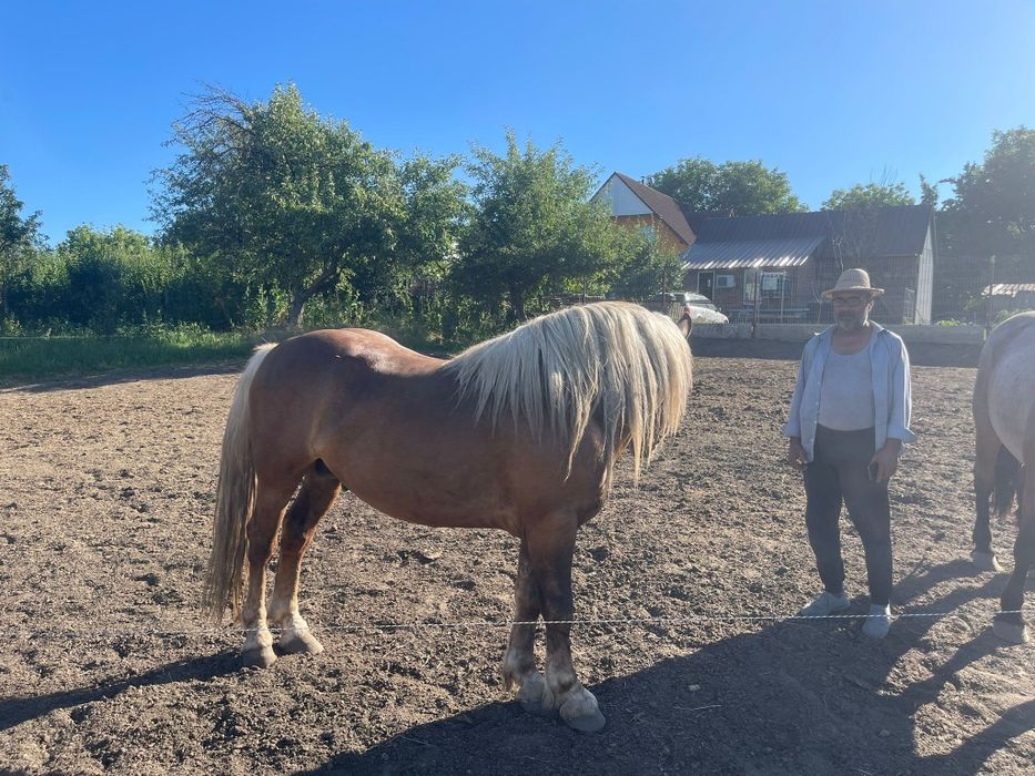 Cai de vanzare varsta 2 ani