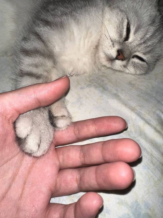 Serebristiy shinshila