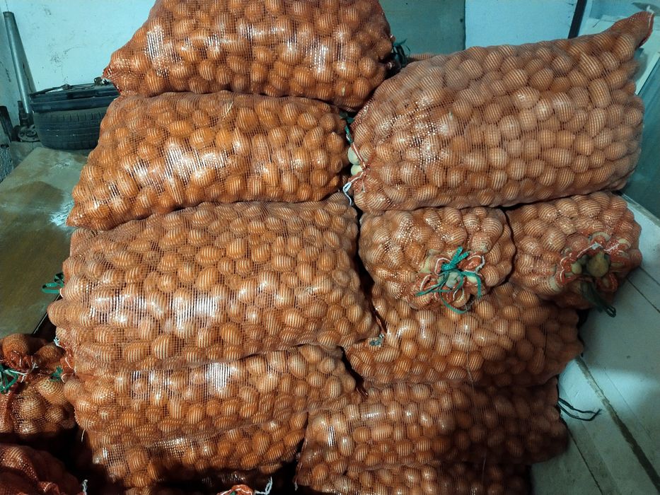 Продам картофель на семена