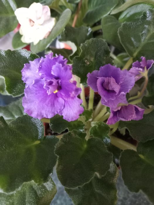 Фиалка для души самые красивые