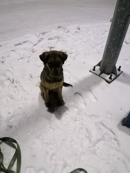 Прелисть очень ищет хозяина Любищего