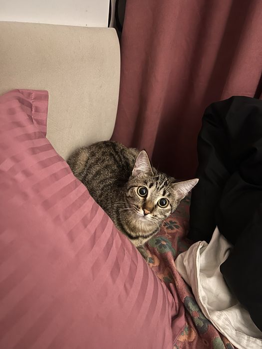 Домашняя кошка .
