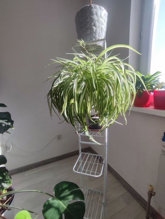 Хлорофитум обычный, хлорофитум кудрявый