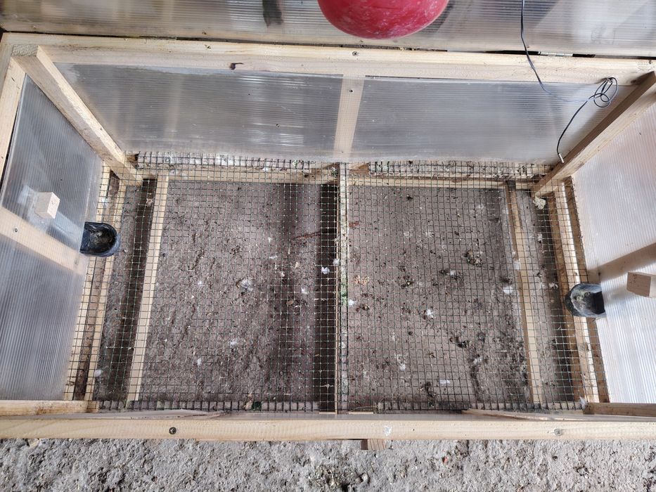 Vând maternitate  puii  de gaina doar cu predare în Arad