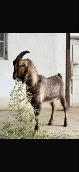 алпиский теке сатылады 80000