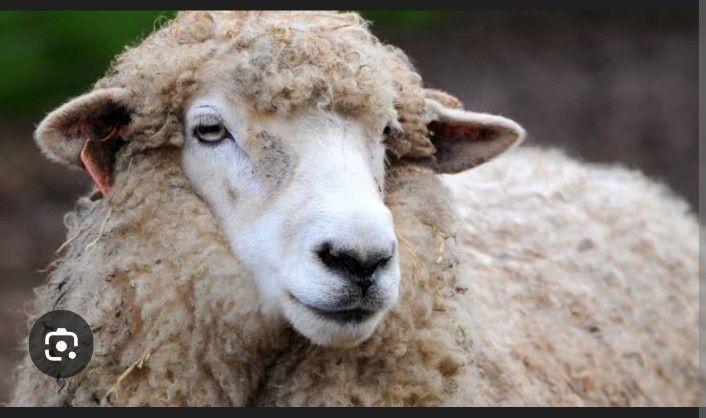 Баланы, овцематки, молодняк. Цена договоная, можно  договорится на все