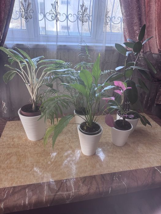 Комнатные цветы для дома , кафе, рестораны