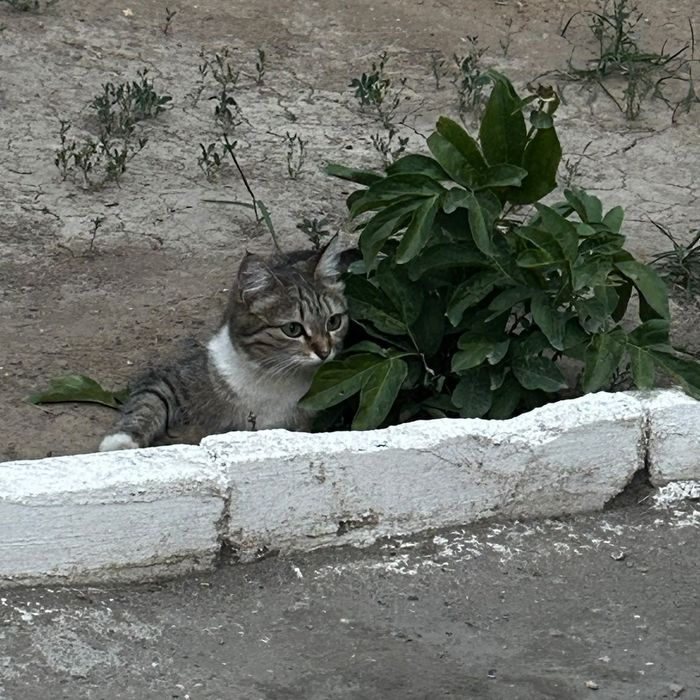 Отдам даром хорошую кошечку