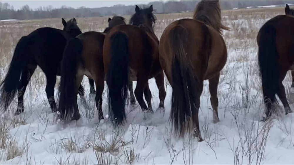 Продам табун лошадей (кобылы + жеребец)