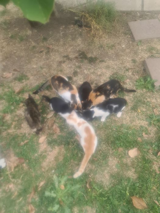 Donez pisici drăgălaşi.