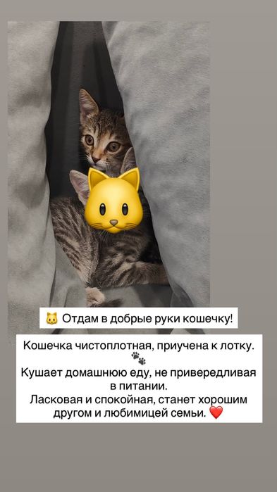 Отдам котенка девочка