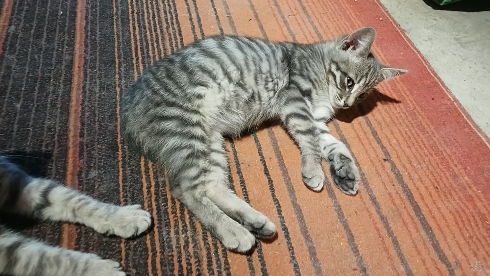 Отдам в хорошие руки котят