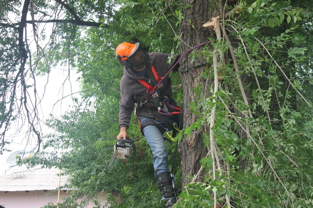 Пилим Валим Деревья Талдыкорган