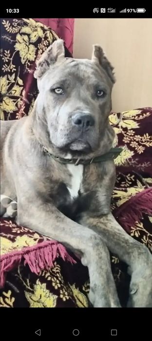 Американский питбуль