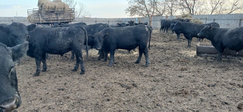 Продам быков породы Ангус