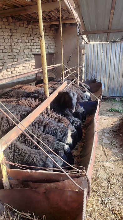 Qoʻylar qurbonlikka