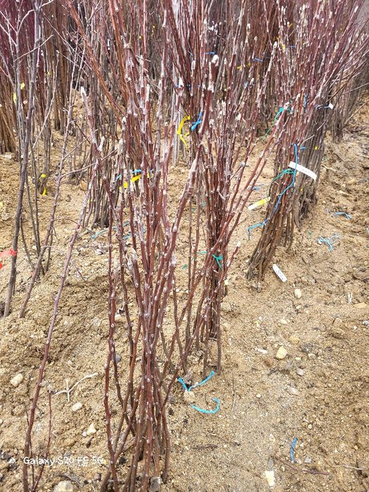 Mar și par la oferta 10 lei bucata- 100-120 de cm diverse soiuri