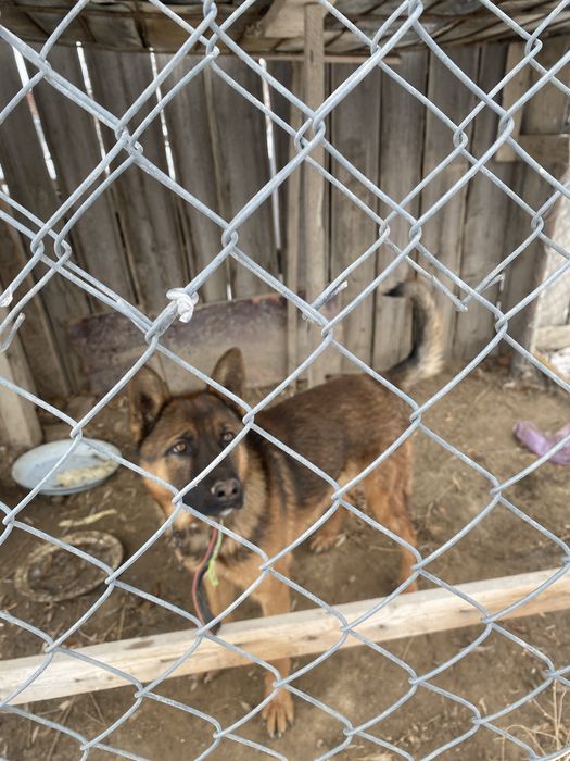 Бельгийская овчарка