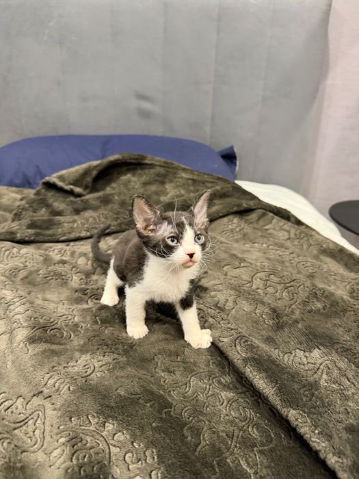 Котенок сфинкс браш