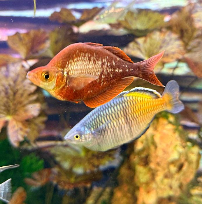 Меланотения Боесмани рейнбол