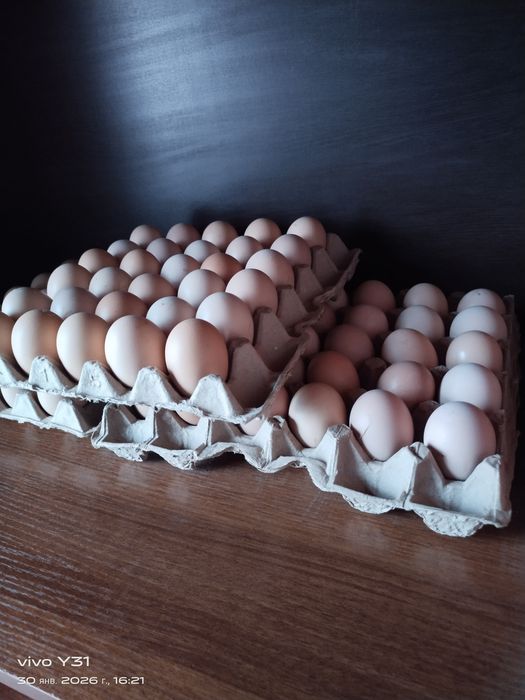 Яйца куриные  домашние.