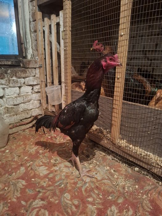 Продам дакан жужя