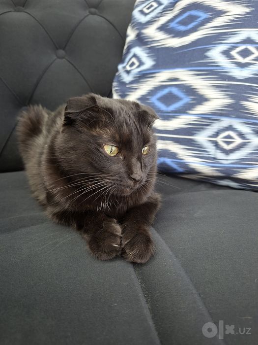 Кошка девочка кастрат скоттиш фолд