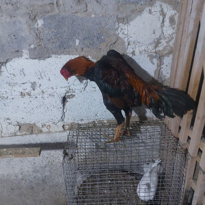 Корейц хинт 1.5 год шпорист