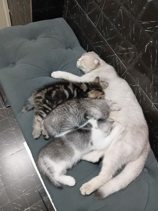 Продаются котята