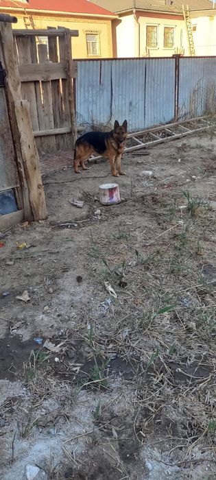 Немецкая овчарка