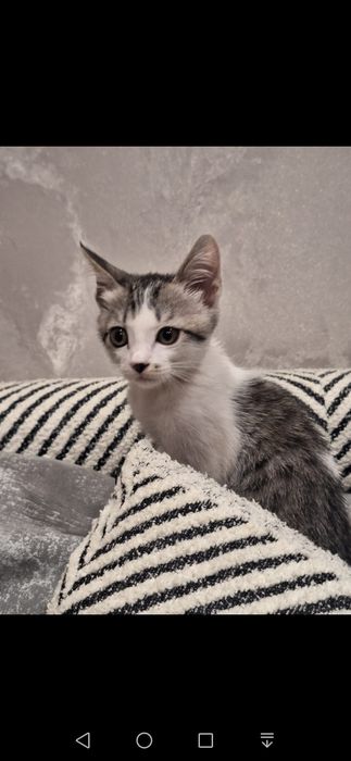 Кошечка бесплатно!