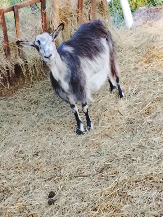Cositoare cu lama și capre