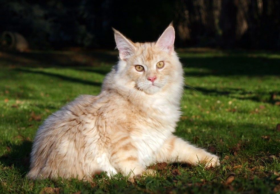 Мейн Куун (Maine Coon)