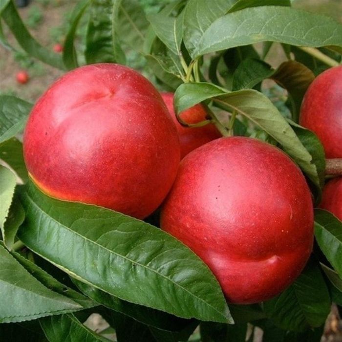 Nectarin (Soiul Sweet Lady )la ghiveci