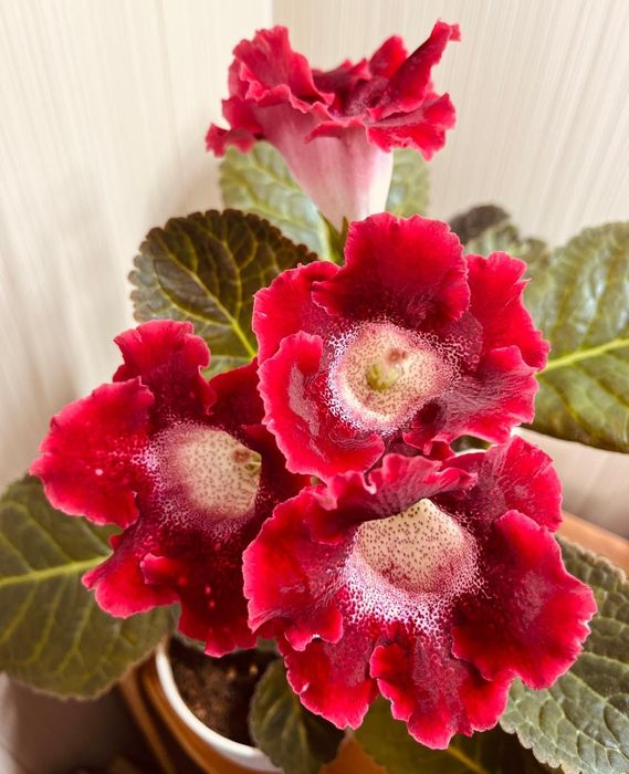 Укорененные листья глоксинии