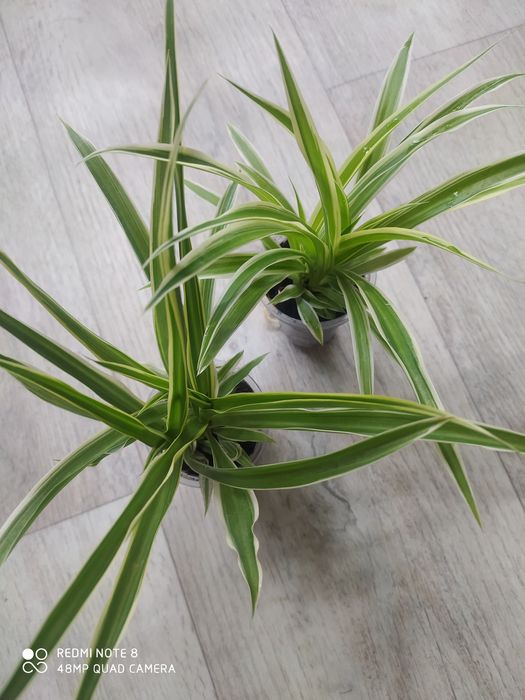 Цветы цветы цветы