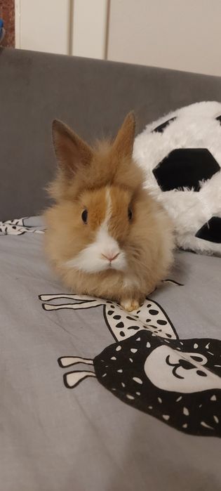 De vânzare iepurași pitici(cap de leu)