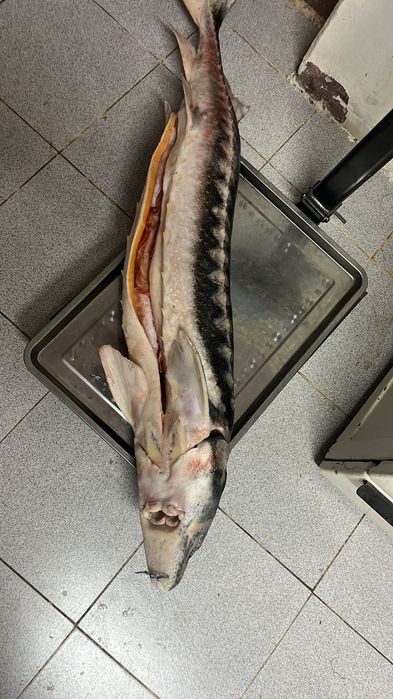 Продам осетра (дикий)