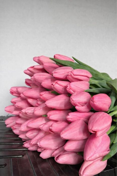 Тюльпан оптом Беларусь премиум